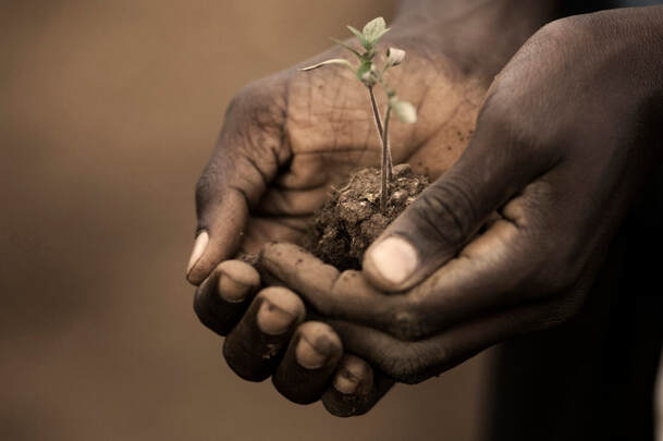 Hands cradling a young seedling and a handful of soil